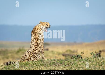 Portrait horizontal d'une guépard assise sur l'herbe et bâillement Avec le ciel bleu dans le fond de Masai Mara in Kenya Banque D'Images