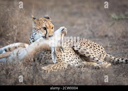 Cheetah tuant une antilope à Ndutu en Tanzanie Banque D'Images