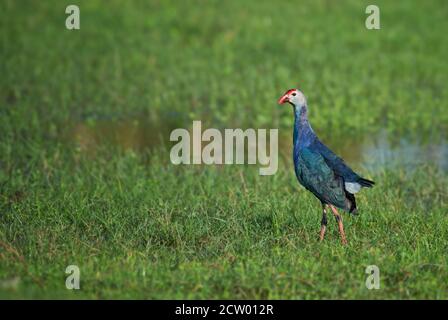 Marécages à tête grise - Porphyrio poliocephalus, magnifique oiseau coloré des eaux fraîches asiatiques, Sri Lanka. Banque D'Images