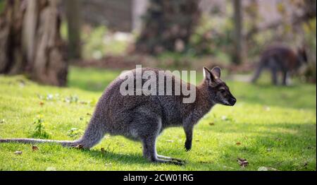 Wallabies dans un parc animalier au pays de Galles Banque D'Images