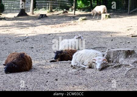 Ernstbrunn, Basse-Autriche, Autriche. Moutons domestiques (Ovis gmelini aries) dans l'enceinte Banque D'Images