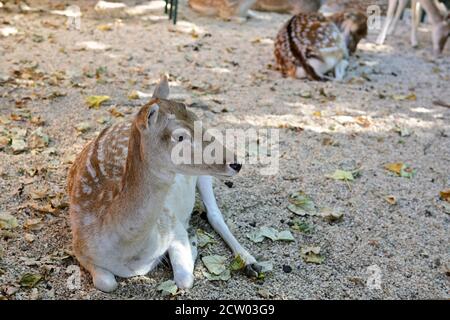 Ernstbrunn, Basse-Autriche, Autriche. Cerf de Sika (Cervus nippon) dans le parc animalier Banque D'Images