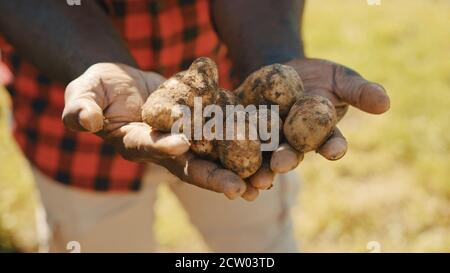 Agriculteur africain tenant des pommes de terre brutes entre ses mains. Gros plan. Photo de haute qualité Banque D'Images