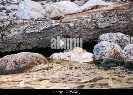 petit oiseau à gorge blanche balancier est assis sur une pierre côtière à proximité un flux Banque D'Images