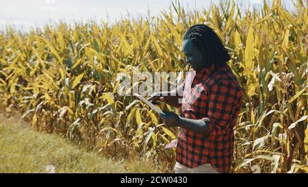 Concept d'agriculture intelligente. L'agronome africain tient le comprimé dans le champ de maïs . Photo de haute qualité Banque D'Images