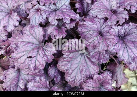 Pourpre foncé feuilles Heuchera 'Plum Royale' pourpre Heuchera Banque D'Images