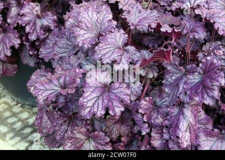 Feuilles violettes Heuchera in pot Heuchera 'Plum Royale' feuilles sombres Heucheras Violet Corail Bells Heuchera feuillage foncé formant racine d'aloom tuftée Banque D'Images