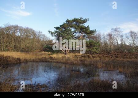 Un pin au bord d'un petit lac de dunes peu profondes avec bruyère et bouleau en automne. Bergen, pays-Bas. Banque D'Images