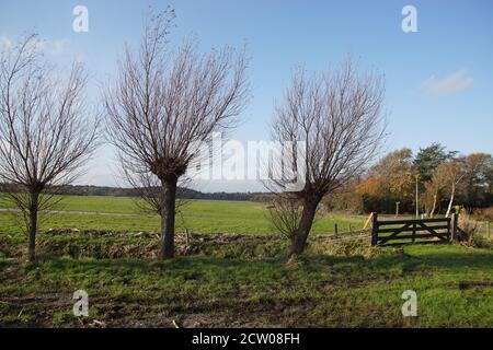 Vue sur un pré avec saules pollard et une barrière de pré. Paysage de pâturage aux pays-Bas en automne près du village de Bergen. Banque D'Images