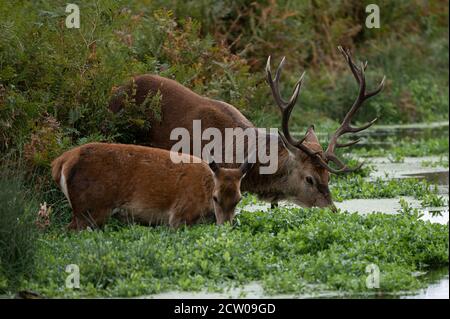 Grand cerf rouge et cerf femelle se rafraîchi dans un cours d'eau pendant la saison de rutting d'automne Banque D'Images