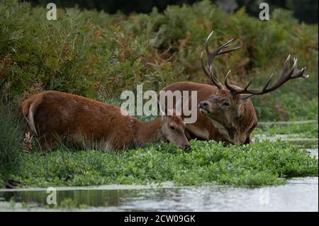 Grand cerf rouge et cerf femelle se rafraîchi dans un cours d'eau pendant la saison de rutting d'automne Banque D'Images
