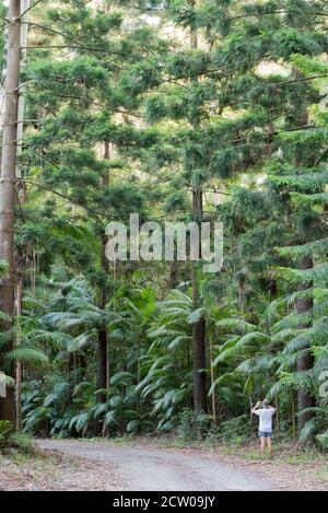 Personne debout sur une route de terre photographiant de grands pins Hoop (Araucaria cunninghamii) et Bangalow Palms dans le parc national de Yarriabini, Nouvelle-Galles du Sud Banque D'Images