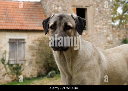 Magnifique berger anatolien. C'est un chien de brebis et un chien de grande race. Banque D'Images