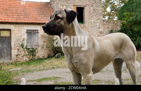 Magnifique berger anatolien. C'est un chien de brebis et un chien de grande race. Banque D'Images