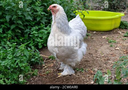 Beau poulet Brahma , dans une maison de poule ou de poulet coop Banque D'Images
