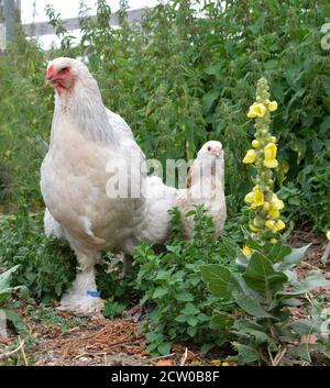 Beau poulet Brahma avec son poussin , dans une maison de poule ou un coop de poulet Banque D'Images