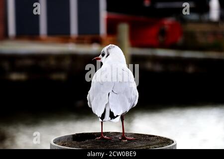 Vue arrière du jeune bébé mouette debout sur un bois pôle contre rivière - arrière-plan flou Banque D'Images