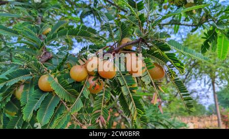 Fruits mûrs de Phyllanthus emblica (également connus sous le nom de myrobalan emblématique, myrobalan emblématique, myrobalan, groseille à maquereau indienne, Malacca ou amla) sur branche d'arbre. Banque D'Images