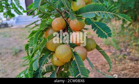 Fruits mûrs de Phyllanthus emblica (également connus sous le nom de myrobalan emblématique, myrobalan emblématique, myrobalan, groseille à maquereau indienne, Malacca ou amla) sur branche d'arbre. Banque D'Images