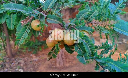 Fruits mûrs de Phyllanthus emblica (également connus sous le nom de myrobalan emblématique, myrobalan emblématique, myrobalan, groseille à maquereau indienne, Malacca ou amla) sur branche d'arbre. Banque D'Images