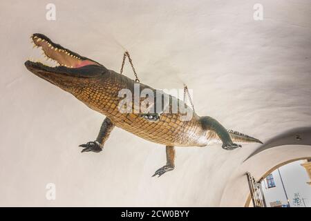 Brno (Brünn): Le dragon de Brno à la vieille mairie de la vieille ville, Jihomoravsky, Südmähren, Moravie du Sud, Tchèque Banque D'Images