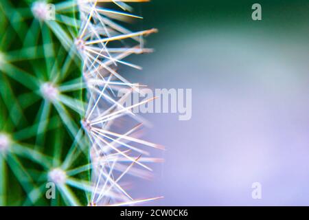 Macro proche des épines d'un cactus avec foyer sélectif. Cactus avec longs épines pointues rouges avec foyer sélectif. Espace de copie. Banque D'Images