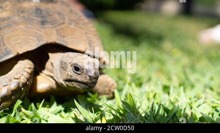 Gros plan de la tortue rampant sur l'herbe verte avec un espace de copie. Toile de fond pour la publicité des tortues Banque D'Images