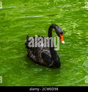 Un cygne noir gracieux avec des yeux rouges et un rouge le bec nage seul sur l'étang Banque D'Images