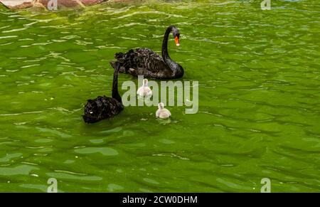 Deux cygnes noirs gracieux avec deux poussins gris moelleux nagez dans l'étang Banque D'Images