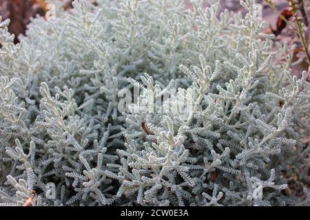 Santolina chamaecyparissus ou Lavender Cotton avec feuillage gris argenté croissant dans le jardin d'automne. Banque D'Images