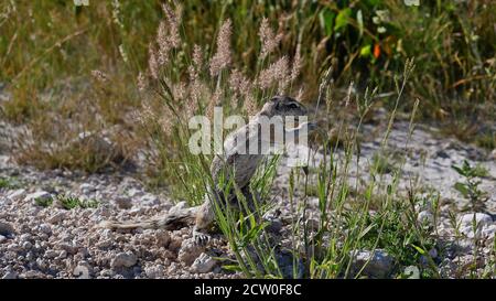 Mignonne d'écureuil (xerus inauris) attrapant une lame d'herbe à manger sur un pré dans le parc national d'Etosha, Namibie, Afrique. Banque D'Images