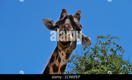 Vue rapprochée amusante d'une girafe angolaise à mâcher (giraffa camelopardalis angolensis, girafe namibienne) avec sommet d'un arbre dans le parc national d'Etosha. Banque D'Images