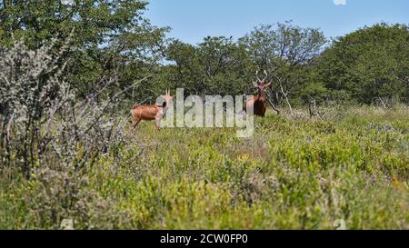 Deux hartebeests rouges (alcelaphus buselaphus caama, ungulate à bout pair) se tenant entre l'herbe et les buissons dans le désert de Kalahari, parc national d'Etosha. Banque D'Images