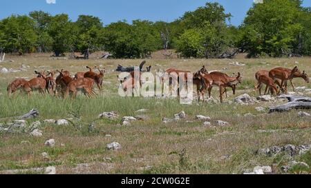 Troupeau d'antilopes d'impala à face noire (aepyceros melampus) avec fourrure brune et ventre blanc paissant sur un pré avec des buissons dans le parc national d'Etosha. Banque D'Images