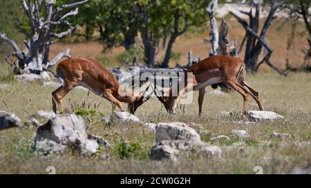 Deux antilopes d'impala (aepyceros melampus) duel à face noire se battant avec leurs bois entre les rochers du désert de Kalahari, parc national d'Etosha. Banque D'Images