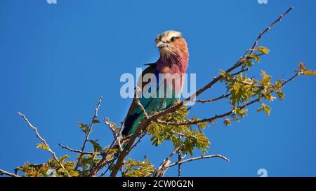 Oiseau rouleur aux couleurs lilas (coracias caudatus) avec beau plumage violet, bleu et turquoise, installé sur une branche du parc national d'Etosha. Banque D'Images