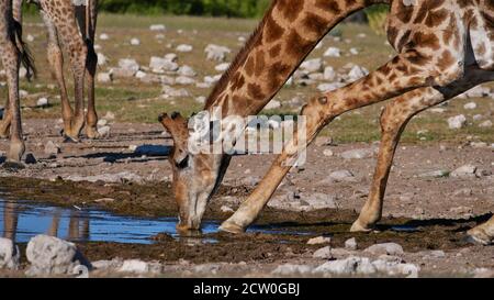 Vue rapprochée de la girafe angolaise (giraffa camelopardalis angolensis) eau potable avec pattes étalées au trou d'eau de Namutoni dans le parc national d'Etosha. Banque D'Images