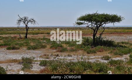 Deux acacia monostates (dont un mort) sur un pré coloré avec le Fisher's Pan et un horizon scintillant dans le parc national d'Etosha, en Namibie. Banque D'Images