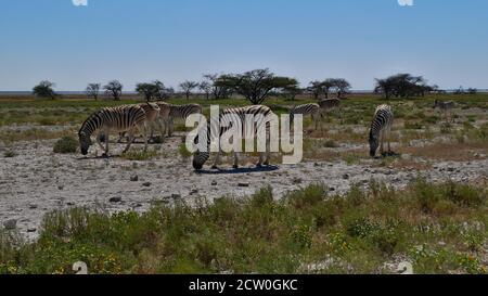 Petit troupeau de zèbres de plaines rayées (equus quagga, zébra commun) qui broutage sur les terres herbeuses en chaleur de midi dans le parc national d'Etosha, Namibie, Afrique. Banque D'Images