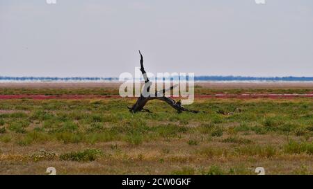 Souche d'un acacia mort dans une terre d'herbe colorée avec Fisher's Pan et horizon scintillant en arrière-plan dans le parc national d'Etosha, Namibie. Banque D'Images