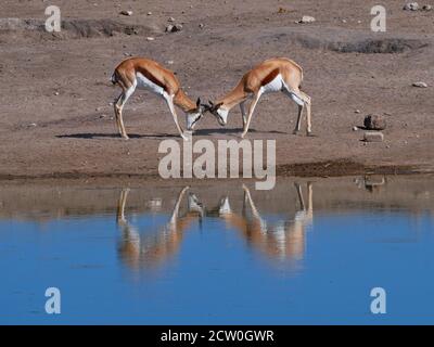 Deux antilopes d'impala à face noire (aepyceros melampus) qui s'affrontent avec leurs bois dans un trou d'eau qui se reflète dans l'eau du parc national d'Etosha. Banque D'Images