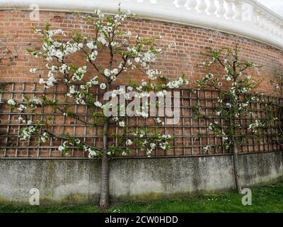 Pommier en fleur sur le treillis au mur de briques. Printemps dans le jardin. Tir horizontal. Banque D'Images