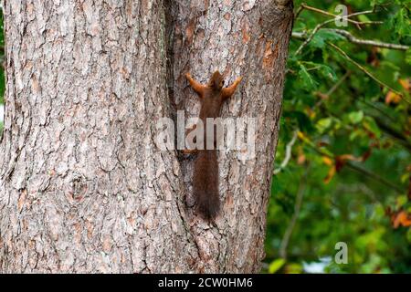 Arbre d'escalade Red Squirrel en Suède Banque D'Images