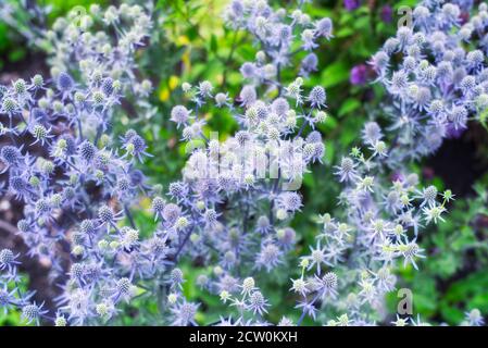 Un champ de houx de couleur verte et lavande, eryngium planum, qui fleurit dans le jardin botanique de montréal dans la province de Québec canada. Banque D'Images