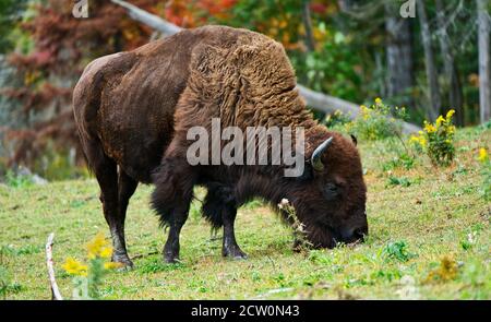 Montebello,Québec,Canada,le 25 septembre 2020.Bison pâturage dans une réserve animale.crédit:Mario Beauregard/Alamy News Banque D'Images