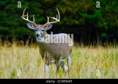 Montebello,Québec,Canada,25 septembre 2020.UN buck dans une réserve animale.Credit:Mario Beauregard/Alamy News Banque D'Images