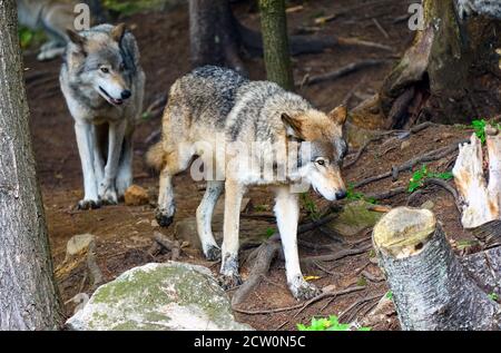 Montebello,Québec,Canada,25 septembre 2020.loups gris dans une réserve animale.crédit:Mario Beauregard/Alamy News Banque D'Images