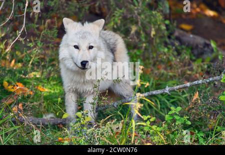 Montebello,Québec,Canada,25 septembre 2020.Loup arctique dans une réserve animale.crédit:Mario Beauregard/Alamy News Banque D'Images