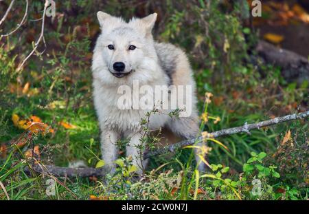 Montebello,Québec,Canada,25 septembre 2020.Loup arctique dans une réserve animale.crédit:Mario Beauregard/Alamy News Banque D'Images