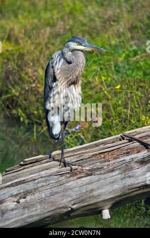 Montebello, Québec, Canada, le 25 septembre 2020. Grand héron bleu reposant dans swampeland.Credit:Mario Beauregard/Alamy News Banque D'Images